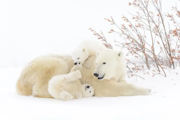 Framed Print : Polar Bear (Ursus maritimus) mother lying down on snow-covered tundra with two new born Framed Print : Polar Bear (Ursus maritimus) mother lying down on snow-covered tundra with two new born