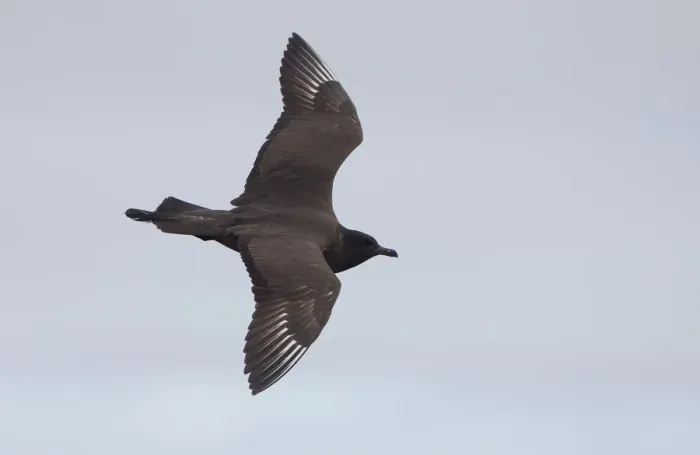 Framed Print : Pomarine Skua flying on the tundra, North Slope, Point Barrow, Alaska, United States Framed Print : Pomarine Skua flying on the tundra, North Slope, Point Barrow, Alaska, United States
