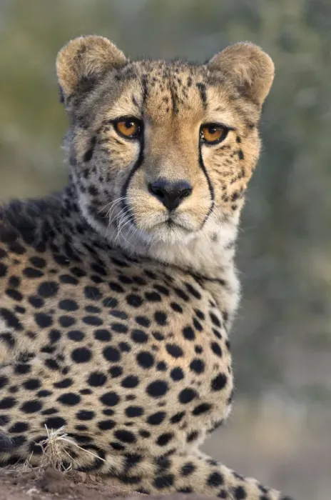 Framed Print : Portrait of a Cheetah (Acinonyx jubatus), South Africa, Limpopo, Kruger National Park Framed Print : Portrait of a Cheetah (Acinonyx jubatus), South Africa, Limpopo, Kruger National Park