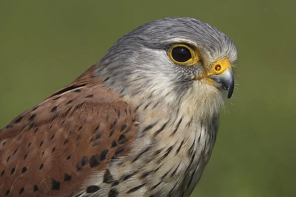 Portrait of a Common Kestrel (Falco tinnunculus), Gelderland, The Netherlands