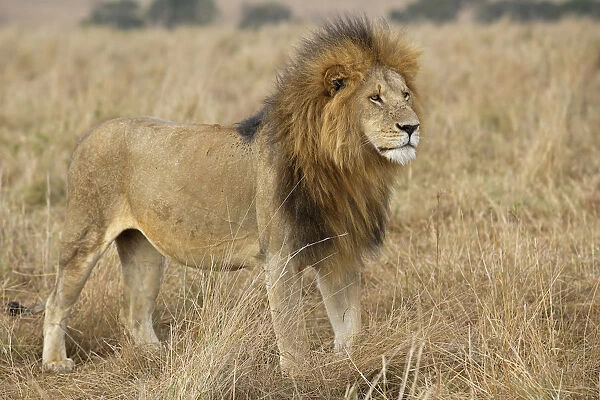 Portrait of Lion (Panthera leo) male standing in grassland, Kenya, Masai Mara Preserve