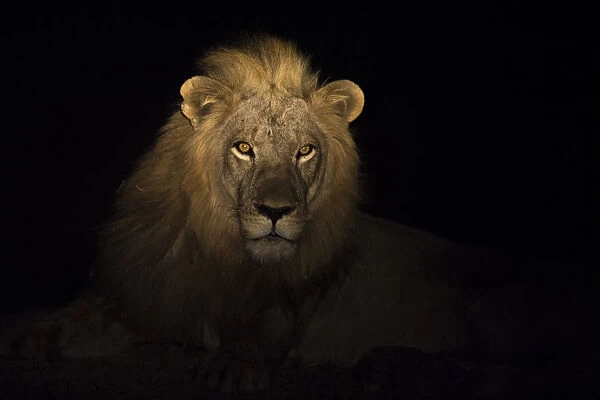 Portrait of a Lion (Panthera leo) at night, South Luangwa National Park, Zambia