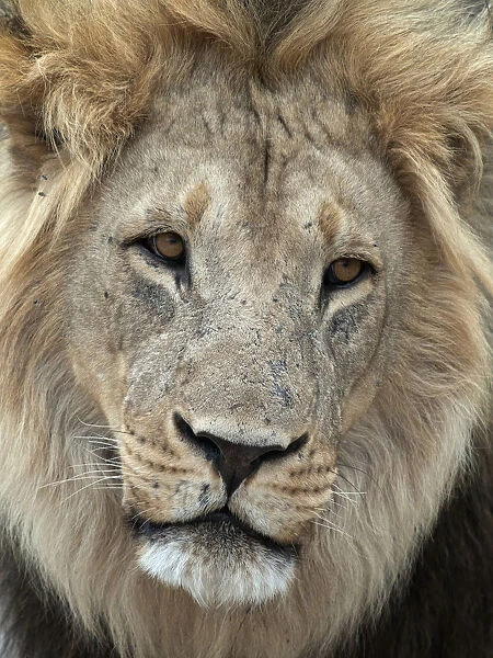 Portrait of a male Lion (Panthera leo), Botswana, Savuti Camp
