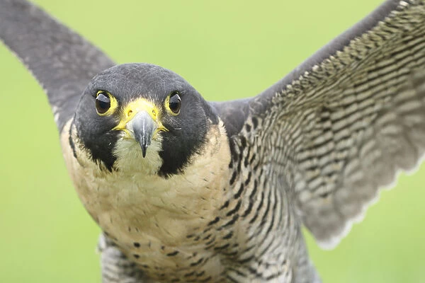 Portrait of a Peregrine Falcon (Falco peregrinus), Noord-Brabant, The Netherlands