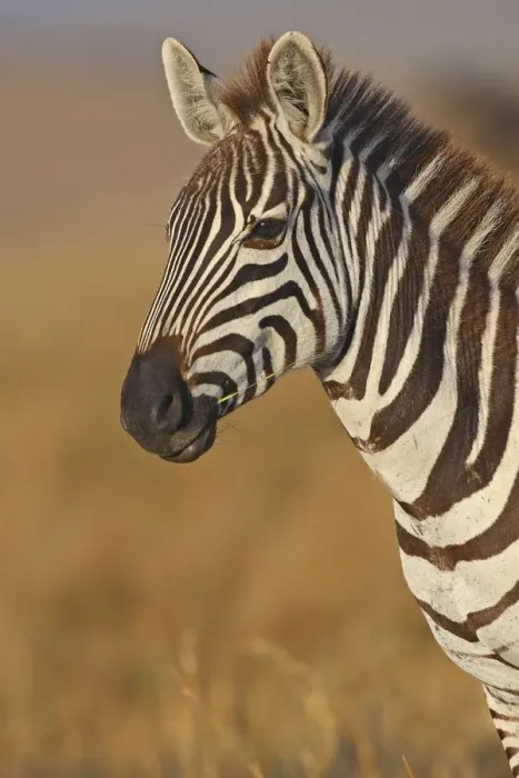 Framed Print : Portrait of a Plains Zebra (Equus quagga), Kenia, Narok County Framed Print : Portrait of a Plains Zebra (Equus quagga), Kenia, Narok County