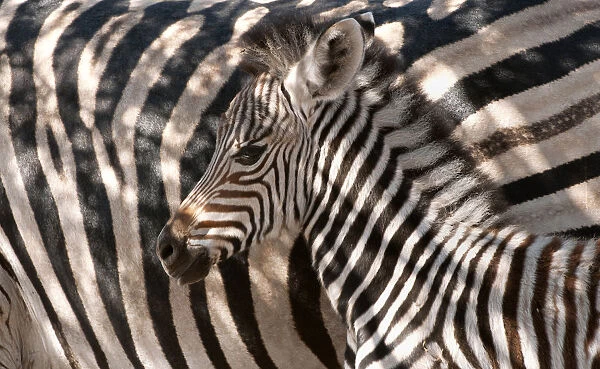 Portrait of a Plains Zebra (Equus quagga) foal seeking protection near its mother