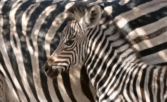 Framed Print : Portrait of a Plains Zebra (Equus quagga) foal seeking protection near its mother Framed Print : Portrait of a Plains Zebra (Equus quagga) foal seeking protection near its mother