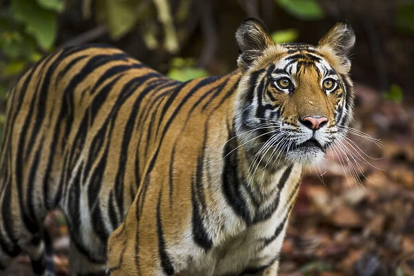 Portrait of a wild Bengal Tiger (Panthera tigris tigris), India, Madhya Pradesh