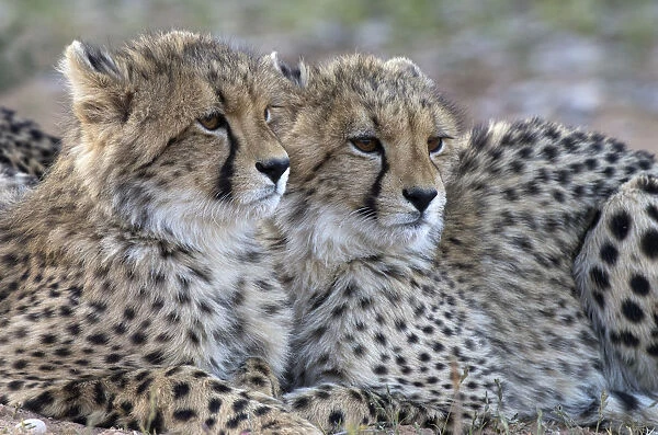 Portrait of two young cheetah (Acinonyx jabatus), South Africa