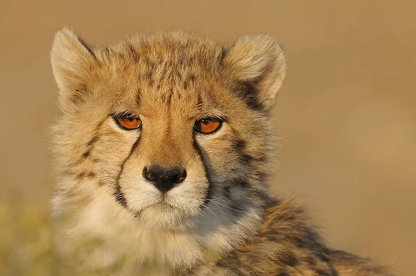 Portrait of a young Cheetah (Acinonyx jubatus), South Africa, Northern Cape, Upington