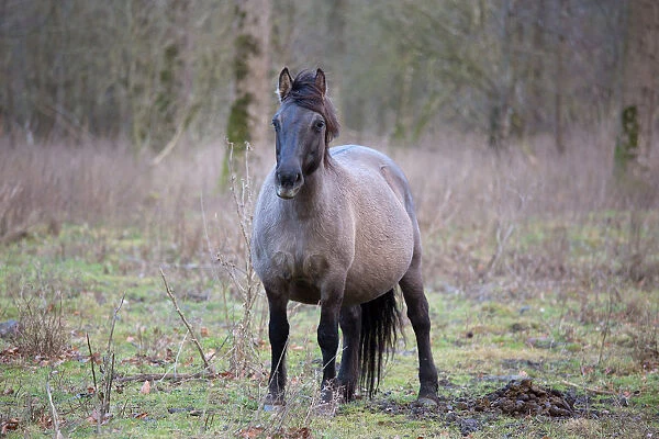 Pregnant Konik Horse (Equus ferus caballus) mare, Horsterwold, Stille Kern, The