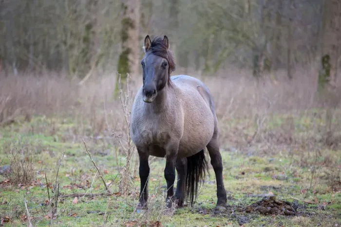 Framed Print : Pregnant Konik Horse (Equus ferus caballus) mare, Horsterwold, Stille Kern Framed Print : Pregnant Konik Horse (Equus ferus caballus) mare, Horsterwold, Stille Kern