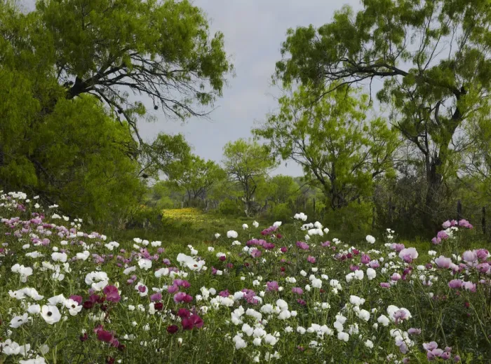 Framed Print : Prickly Poppy (Argemone sp) flowers near Christine, Texas Framed Print : Prickly Poppy (Argemone sp) flowers near Christine, Texas