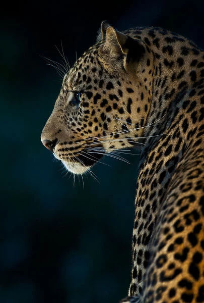 Side profile of leopard (Panthera pardus) at night, Botswana, Mashatu Game Reserve