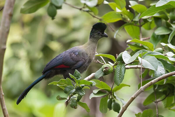 Purple-crested Turaco (Tauraco porphyreolophus) juvenile perched in a guava tree, Malawi