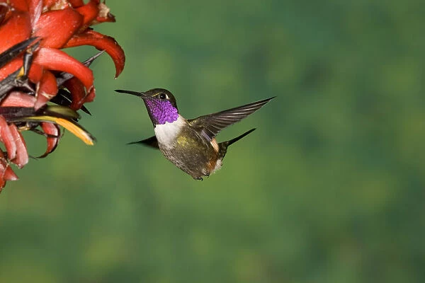 Purple-throated Woodstar (Philodice mitchellii) hummingbird feeding on flower nectar