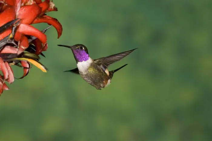 Framed Print : Purple-throated Woodstar (Philodice mitchellii) hummingbird feeding on flower nectar