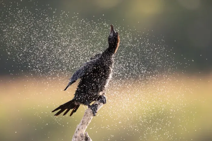 Framed Print : Pygmy Cormorant (Microcarbo pygmeus) perched on a branch, shaking the water from its feathers, Danube Delta, Romania Framed Print : Pygmy Cormorant (Microcarbo pygmeus) perched on a branch, shaking the water from its feathers, Danube Delta, Romania