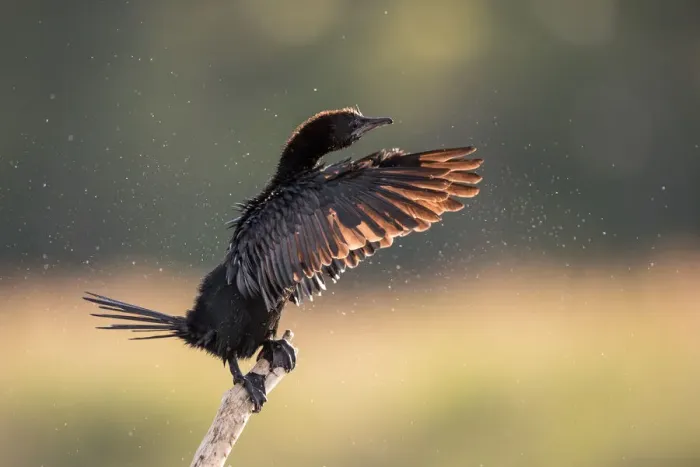 Framed Print : Pygmy Cormorant (Microcarbo pygmeus) perched on a branch and flapping its wings, Danube Delta, Romania Framed Print : Pygmy Cormorant (Microcarbo pygmeus) perched on a branch and flapping its wings, Danube Delta, Romania
