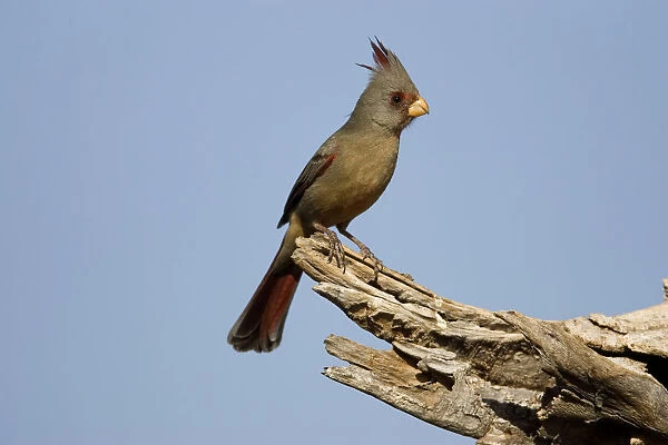 Pyrrhuloxia (Cardinalis sinuatus), Santa Rita Mountains, Arizona
