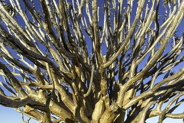 Quiver tree (Aloe dichotoma) branches, Northern Cape, South-Africa