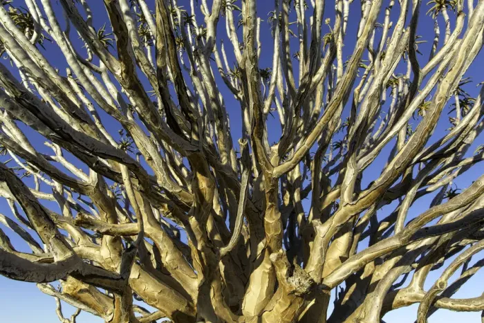 Framed Print : Quiver tree (Aloe dichotoma) branches, Northern Cape, South-Africa Framed Print : Quiver tree (Aloe dichotoma) branches, Northern Cape, South-Africa