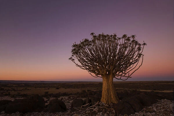 Quiver tree (Aloe dichotoma) standing in the field, Northern Cape, South-Africa