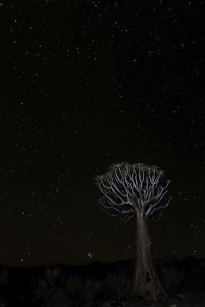 Quiver Tree (Aloe dichotoma) under the stars, Northern Cape, South-Africa