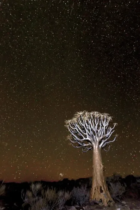 Framed Print : Quiver Tree (Aloe dichotoma) under the stars, Northern Cape, South-Africa Framed Print : Quiver Tree (Aloe dichotoma) under the stars, Northern Cape, South-Africa