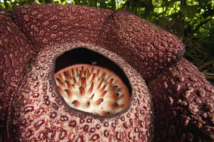 Framed Print : Rafflesia (Rafflesia Keithii) flower attracts flies, Sabah, Borneo, Malaysia Framed Print : Rafflesia (Rafflesia Keithii) flower attracts flies, Sabah, Borneo, Malaysia