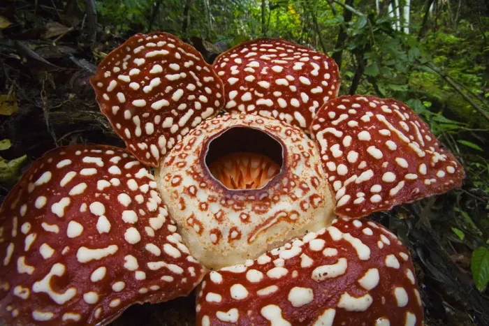 Framed Print : Rafflesia (Rafflesia pricei) flower, Sabah, Borneo, Malaysia Framed Print : Rafflesia (Rafflesia pricei) flower, Sabah, Borneo, Malaysia