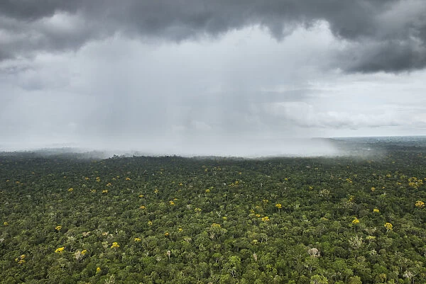 Rain falling over rainforest, Essequibo River, Rupununi, Guyana