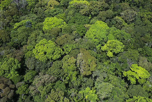 Rainforest canopy, Rupununi, Guyana