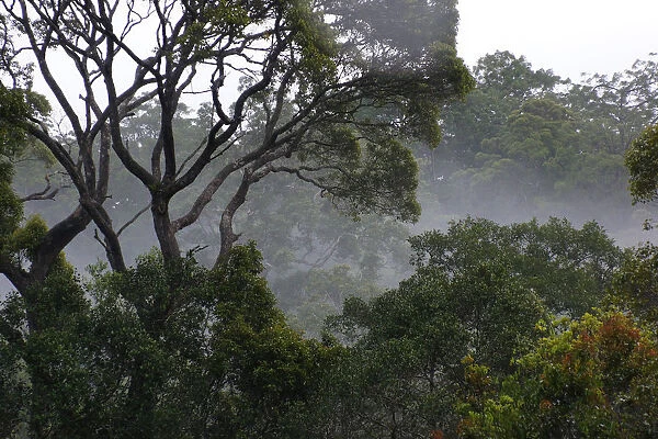 Rainforest with fog, Maliau Basin, Malaysia