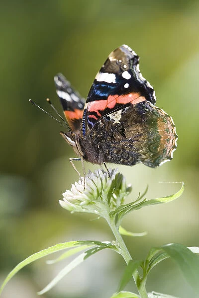 Red Admiral (Vanessa atalanta) butterfly on Hemp Agrimony (Eupatorium cannabinum)