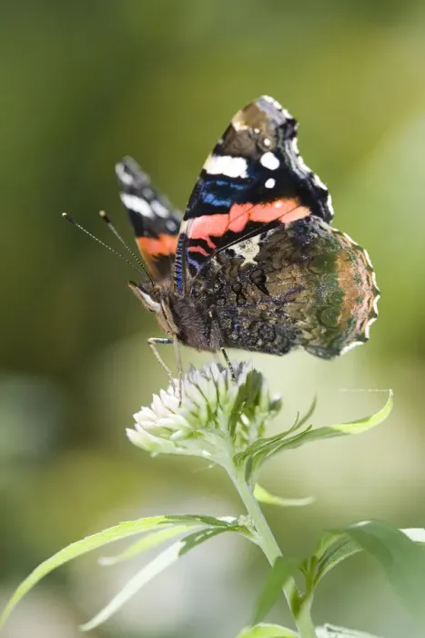 Framed Print : Red Admiral (Vanessa atalanta) butterfly on Hemp Agrimony (Eupatorium cannabinum) Framed Print : Red Admiral (Vanessa atalanta) butterfly on Hemp Agrimony (Eupatorium cannabinum)