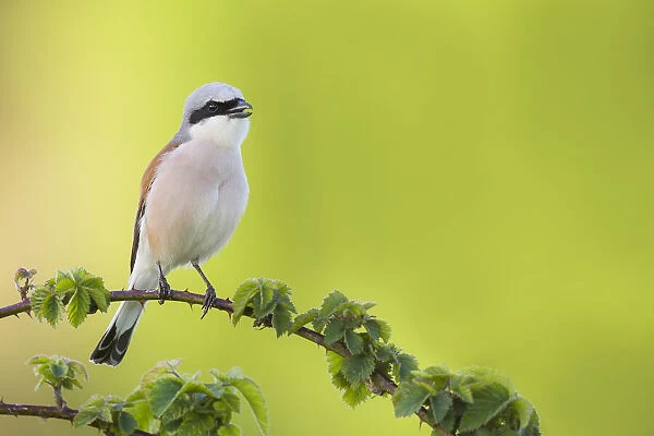 Red-backed Shrike (Lanius collurio) singing while perched on a branch, The Netherlands