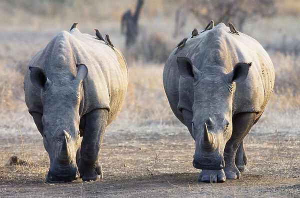 Red-billed Oxpeckers (Buphagus erythrorhynchus) perched on White Rhinoceros
