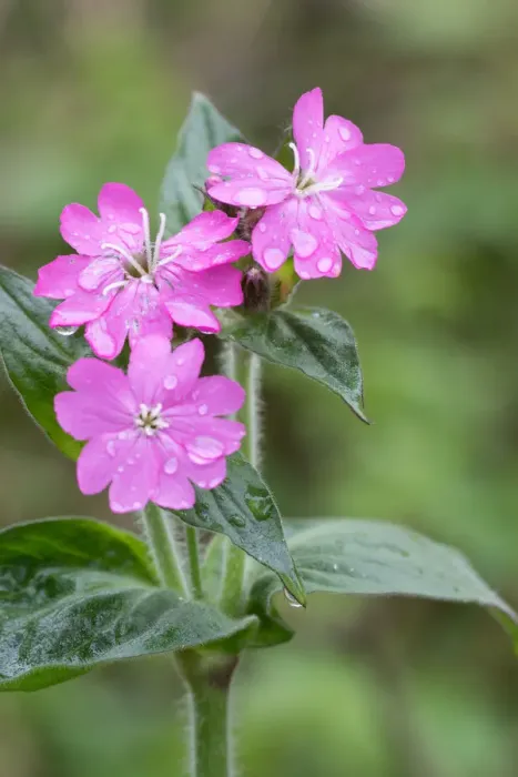 Framed Print : Red Campion (Silene dioica) covered with rain drops in close up, Duinen van Texel Framed Print : Red Campion (Silene dioica) covered with rain drops in close up, Duinen van Texel