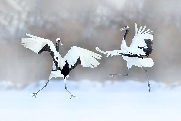 Red-crowned Crane (Grus japonensis) pair dancing in snow, Hokkaido, Japan