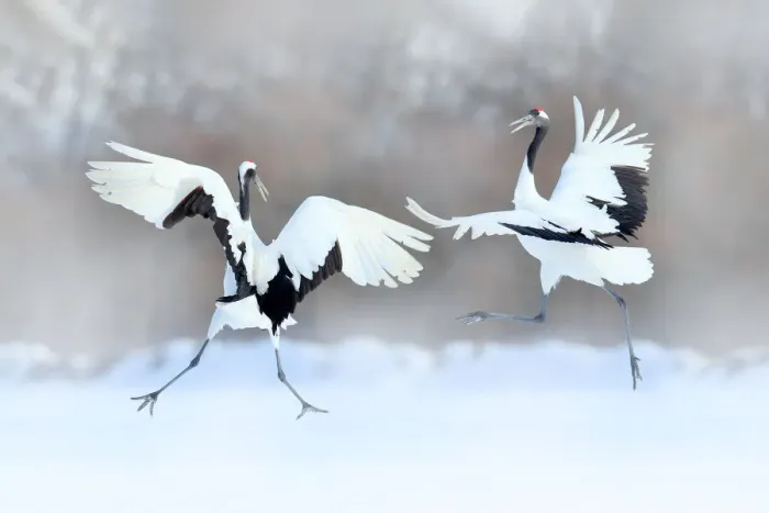 Framed Print : Red-crowned Crane (Grus japonensis) pair dancing in snow, Hokkaido, Japan Framed Print : Red-crowned Crane (Grus japonensis) pair dancing in snow, Hokkaido, Japan