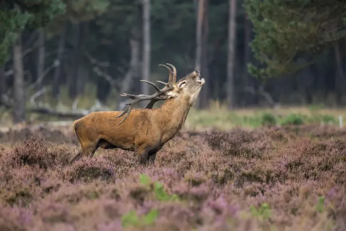 Framed Print : Red Deer (Cervus elaphus), adult stag bellowing in moorland, Nationaal Park De Hoge Velwuwe, Gelderland, Netherlands Framed Print : Red Deer (Cervus elaphus), adult stag bellowing in moorland, Nationaal Park De Hoge Velwuwe, Gelderland, Netherlands