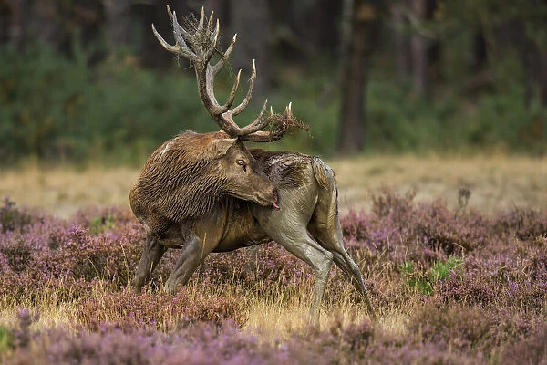 Red Deer (Cervus elaphus) licking its leg, Hoge Veluwe, Gelderland, The Netherlands