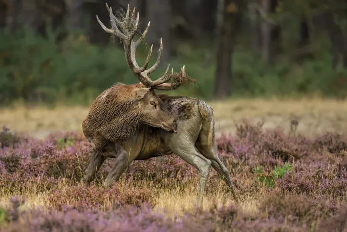 Framed Print : Red Deer (Cervus elaphus) licking its leg, Hoge Veluwe, Gelderland, The Netherlands Framed Print : Red Deer (Cervus elaphus) licking its leg, Hoge Veluwe, Gelderland, The Netherlands