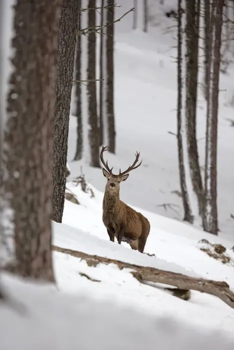 Framed Print : Red deer stag peering through trees in winter, Cairngorms, Scotland Framed Print : Red deer stag peering through trees in winter, Cairngorms, Scotland