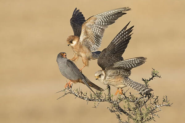 Two Red-footed Falcon (Falco vespertinus) adult females and one male on top of a bush, Tal Shachar, Israel - Winner of the Birds category in the Wildlife Photographer of the Year 2015 contest under the title The Company of Three