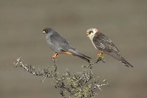Red-footed Falcon (Falco vespertinus) couple perched on a bush, male on the left, Tal Shachar, Israel