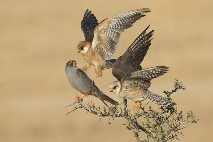 Framed Print : Two Red-footed Falcon (Falco vespertinus) adult females and one male on top of a bush, Tal Shachar, Israel - Winner of the Birds category in the Wildlife Photographer of the Year 2015 contest under the title The Company of Three Framed Print : Two Red-footed Falcon (Falco vespertinus) adult females and one male on top of a bush, Tal Shachar, Israel - Winner of the Birds category in the Wildlife Photographer of the Year 2015 contest under the title The Company of Three