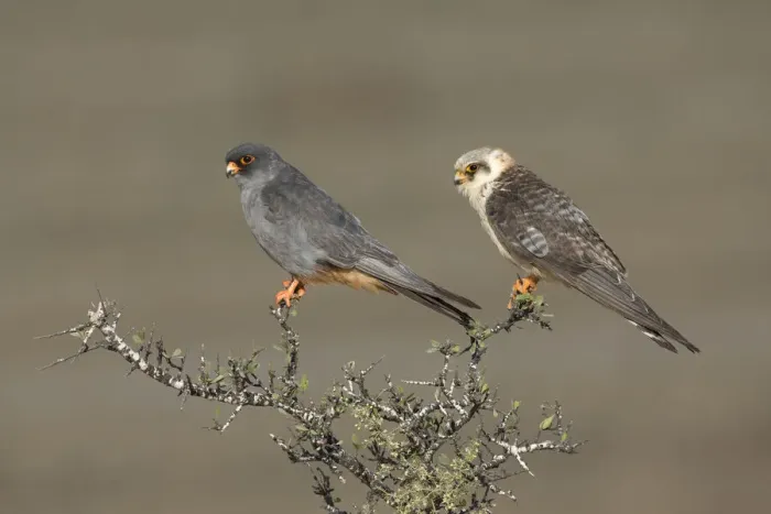 Framed Print : Red-footed Falcon (Falco vespertinus) couple perched on a bush, male on the left, Tal Shachar, Israel Framed Print : Red-footed Falcon (Falco vespertinus) couple perched on a bush, male on the left, Tal Shachar, Israel