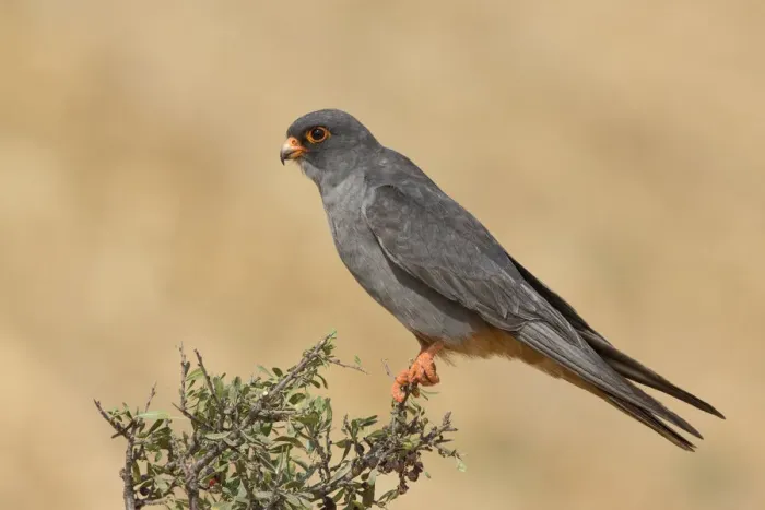 Framed Print : Red-footed Falcon (Falco vespertinus) male perched on a bush, Tal Shachar, Israel Framed Print : Red-footed Falcon (Falco vespertinus) male perched on a bush, Tal Shachar, Israel